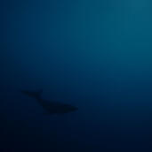 Relaxing Sleep Music with Underwater Whale Sounds